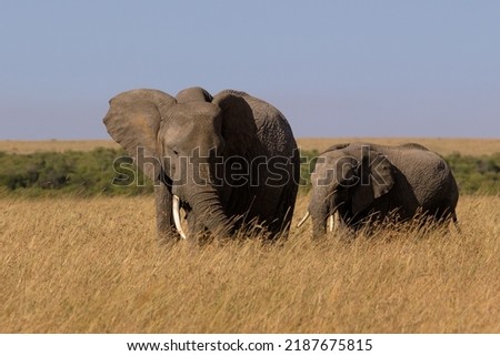 Africa, Kenya, Masai Mara, North Conservancy, 2022