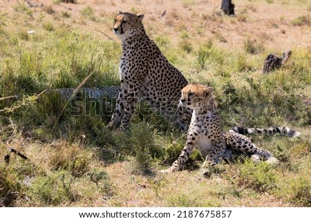 Africa, Kenya, Masai Mara, North Conservancy, 2022
