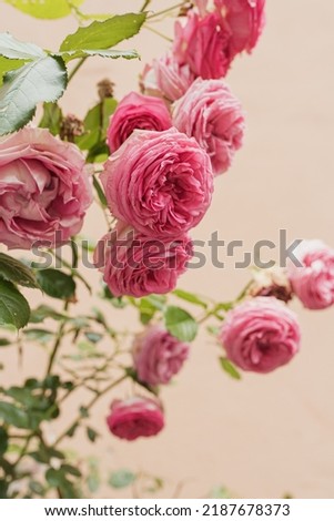Elegant aesthetic pink rose flowers on neutral beige background
