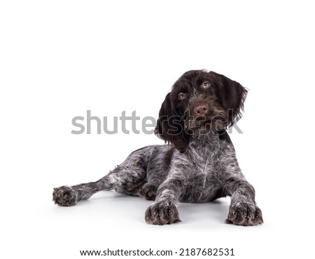 Young brown and white German wirehaired pointer dog pup, laying down. Looking straight to camera. Isolated on a white background. Royalty-Free Stock Photo #2187682531