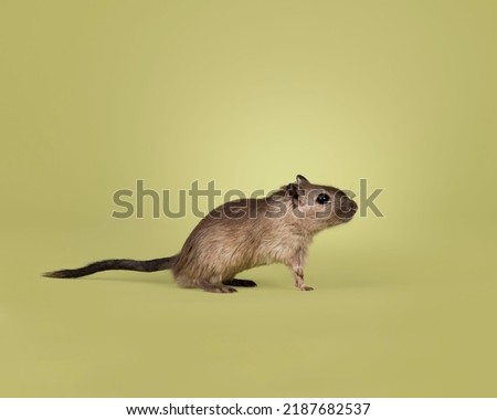 Dark brown Gerbil, standing side ways. Looking curious away from camera. Isolated on a green background.