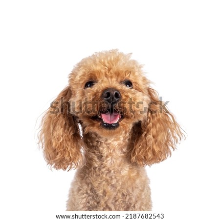 Head shot of adorable young adult apricot brown toy or miniature poodle. Recently groomed. Sitting  facing camera with mouth open showing tongue. Isolated on a white background. Royalty-Free Stock Photo #2187682543
