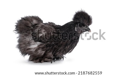 Young blue Silkie bantam chicken, sitting side ways. Looking straight ahead. Isolated on a white background. Royalty-Free Stock Photo #2187682559