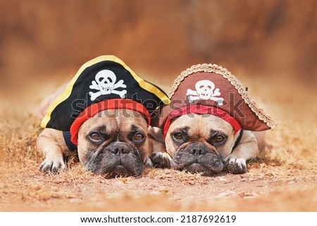 French Bulldog dogs wearing Halloween pirate costume hats