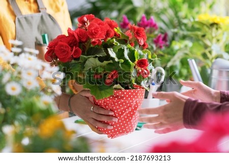 Professional florist giving a wrapped flowering plant to a customer, hands close up