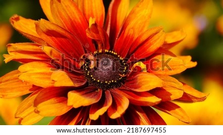 shade of orange in a beautiful flower