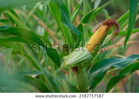 A selective focus picture of corn cob in organic corn field. The corn or Maize is bright green in the corn field. Waiting for harvest
stalk, Moldova