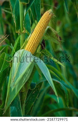A selective focus picture of corn cob in organic corn field. The corn or Maize is bright green in the corn field. Waiting for harvest
stalk, Moldova