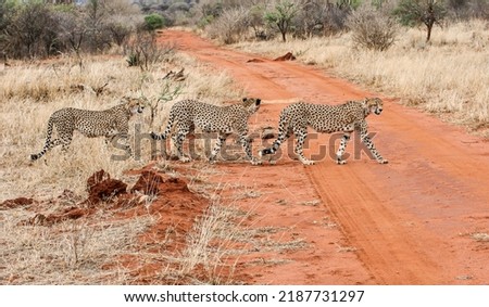 Three cheetahs walking over a gravel road