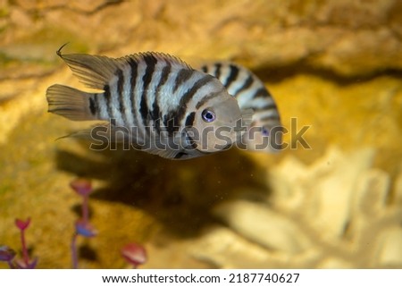 blue fish in the water of the aquarium closeup