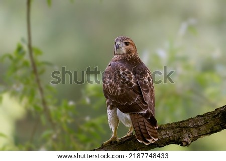 Red-Tailed Hawk perched on a branch in a forest. Royalty-Free Stock Photo #2187748433