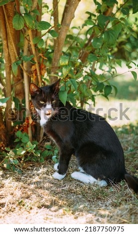 a cat with a black and white coat color sits under a bush on the street on a sunny summer day