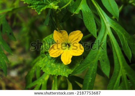 Cucurbita pepo flower plant is a cultivated plant of the genus Cucurbita Royalty-Free Stock Photo #2187753687