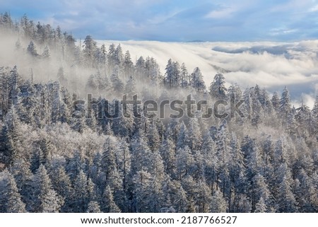 Winter landscape of iced trees in fog at Clingman's Dome, Great Smoky Mountains National Park, North Carolina, USA Royalty-Free Stock Photo #2187766527