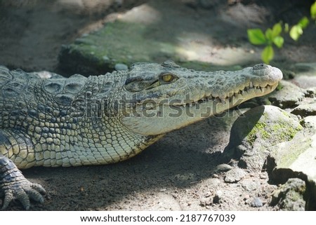 Picture of a estuarine crocodile head, side view.