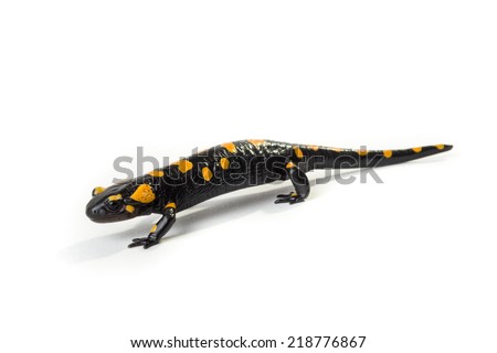 Fire Salamander on a white background