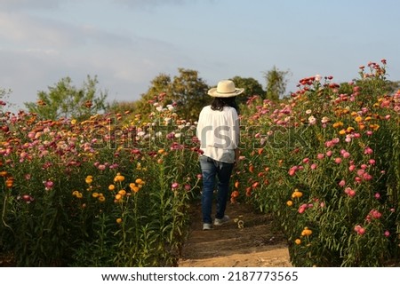 Asian female tourists walk to admire the beauty of colorful straw flowers at sunset. woman wearing a wide-brimmed straw hat Fashion white long sleeve shirt. Everlasting
or Helichrysum bracteatum.