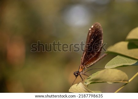 A Beautiful demoiselle damselfly. Calopteryx virgo.

