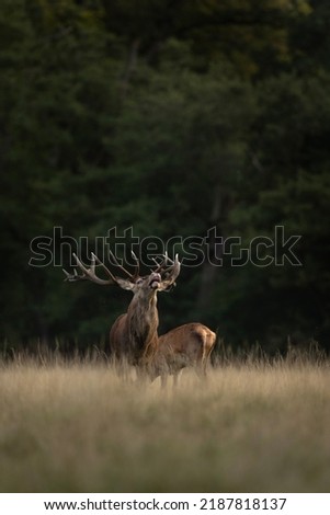 Red deer during rut time. Deer roaring on the meadow. Autumn in animals kingdom.