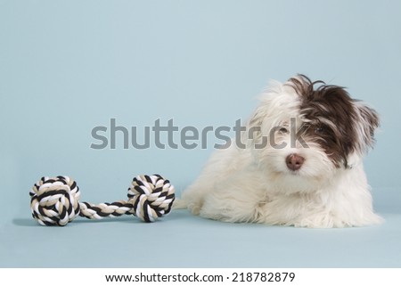 Cute boomer puppy with a dog toy on a blue background