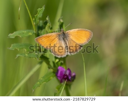 A small heath butterfly (Coenonympha pamphilus) showing its upper wing surface  Royalty-Free Stock Photo #2187829729