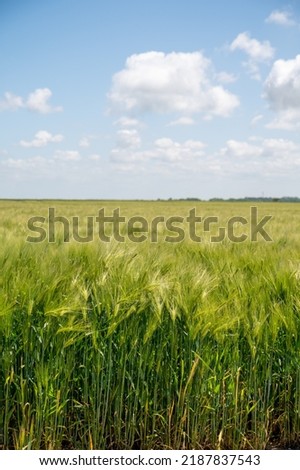 European organic grains, green fields of wheat plants in Pays de Caux, Normandy, France Royalty-Free Stock Photo #2187837543