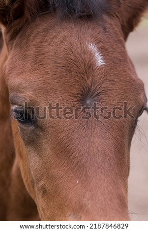 Horse head, beautiful domestic animal, horse bridle, harness worn over the head. Horse used as a driving school for young people and children. Horse in winter on the pasture, on the paddock Royalty-Free Stock Photo #2187846829