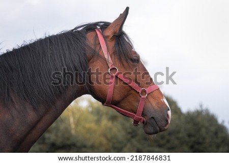 Horse head, beautiful domestic animal, horse bridle, harness worn over the head. Horse used as a driving school for young people and children. Horse in winter on the pasture, on the paddock Royalty-Free Stock Photo #2187846831
