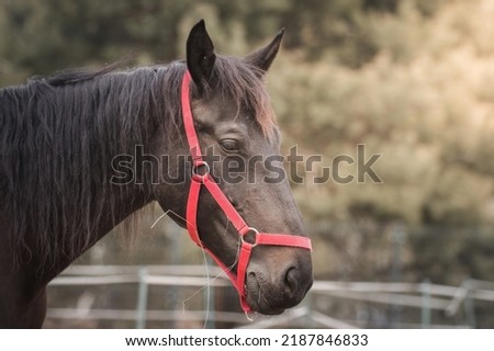 Horse head, beautiful domestic animal, horse bridle, harness worn over the head. Horse used as a driving school for young people and children. Horse in winter on the pasture, on the paddock Royalty-Free Stock Photo #2187846833