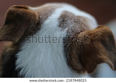 Close up picture of a Jack Russell terrier head.￼