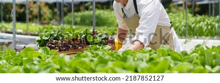 Fresh vegetable hydroponic system.
Organic vegetables salad growing garden hydroponic farm Freshly harvested lettuce organic for health food Earths day concept Royalty-Free Stock Photo #2187852127