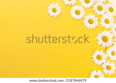 Chamomile garden flowers on yellow background. Top view flat lay with copy space
