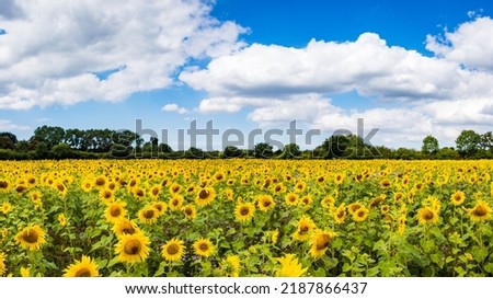 A field of beautiful sunflowers pictured under a blue sky in the summer of 2022