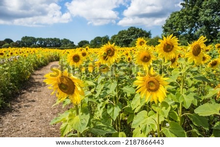 A track pictured through field of bright sunflowers seen in the summer of 2022