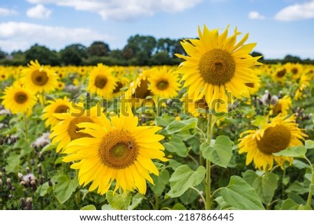 Beautiful sunflowers pictured in a field under a blue sky in the summer of 2022