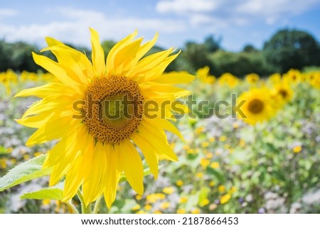 Beautiful sunflowers pictured in a field under a blue sky in the summer of 2022