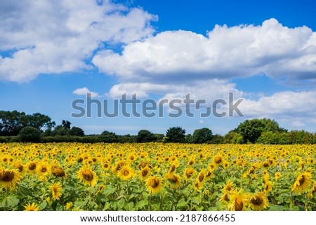 A field of beautiful sunflowers pictured under a blue sky in the summer of 2022