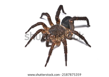 Close up picture of the segmented trapdoor spider Liphistius ornatus from Thailand on white background; these ancient spiders are living fossils.