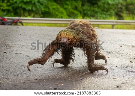 Linnaeus two-toed sloth (Choloepus didactylus) crossing road. Cute wet sloth trying to get across a dirty road in Ecuador, Amazonia. Green background. Desperate animal.
