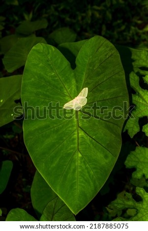 Orthocabera ocernaria, a Moth species found in India photographed perched on a Taro plant leaf.