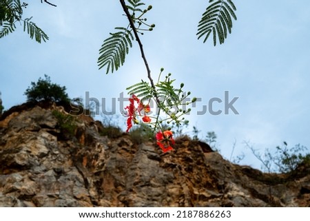 Red flowers on tree. Scenic background of rock mountain scene and blue sky background.