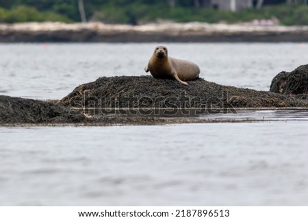 Harbor Seal Pup, Phoca vitulina,
hauling on a rock on a summer morning, Muscongus Bay, Maine Royalty-Free Stock Photo #2187896513