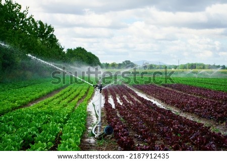 Irrigation system works in field, sprinkles water on the soil for good harvest. Sprinkler spraying agricultural field on farm Royalty-Free Stock Photo #2187912435