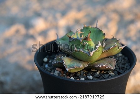 Agave isthemensis rum runner succulent plant growing in a pot in an outdoor garden Royalty-Free Stock Photo #2187919725