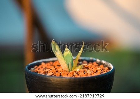 Agave Titanota FO 076 Dwarf succulent plant growing in a pot in an outdoor garden Royalty-Free Stock Photo #2187919729