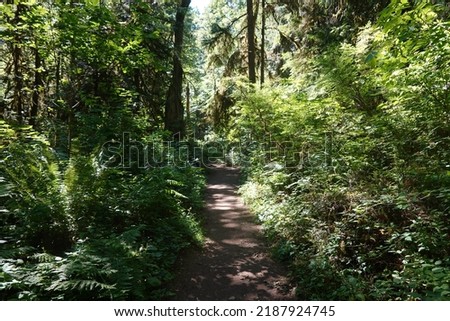 Lush green forest at Grant Forest on Bainbridge Island, Washington Royalty-Free Stock Photo #2187924745