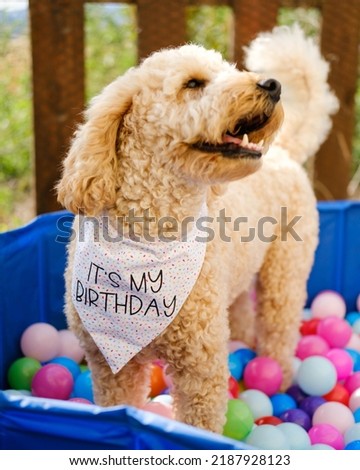 Cockapoo dog having fun in ball pit on Birthday
