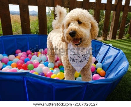 Cockapoo dog in ball pit on birthday