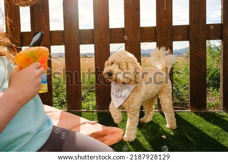 Cockapoo dog looking at bubbles on birthday