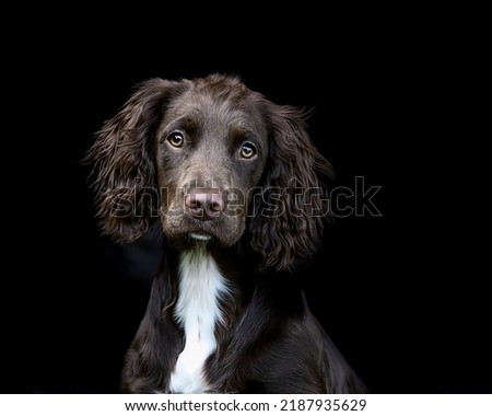 Stunning spaniel with a smart look on a dark background close-up